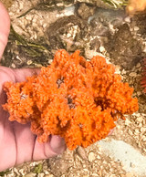 Medium size Orange explosion Acropora sponge for sale