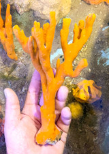 Large Live orange sponge for sale for Marine Aquariums.