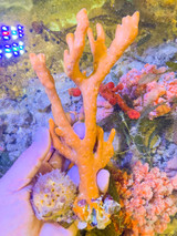 Large Orange sponge rare specimens.