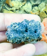 Greek Goddess Blue live sponge for saltwater aquariums
