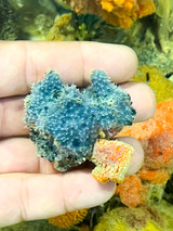 Blue goddess sponge colony for sale