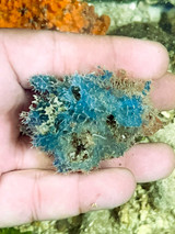 Rare live blue sponges available