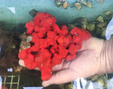 Live Sponge for sale. Red encrusting sea sponge. Large