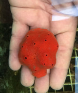 Red Ball sponge for sale. Get free shipping. Rare Sea Sponges for Sale. Get live saltwater sponges.