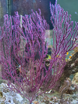 Sea Fan Pic. Live Marine Sea Fan for Sale. Buy Purple Sea Fans Large specimens for saltwater aquarium tanks.