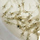 Buy Saltwater Feeder Shrimp For Sale. Cleaner shrimp. Grass shrimp for sale.