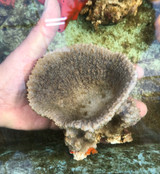 Specialty Large Chalice Grey