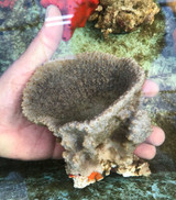 Specialty Large Chalice Grey