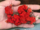 Buy Red encrusting Sea Sponge for sale. Live Sea sponges for sale.