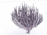 Live Sea Fan Purple Variety for saltwater aquariums.