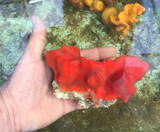 Red Wall Sponge