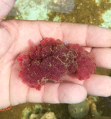 Strawberry Tunicate Coral