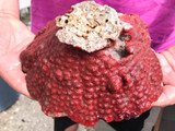 Red planet Bryozoan whole colony for sale.