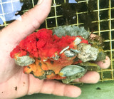 Side view of sea sponge growing on live rock specimen for sale.