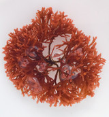 Dragon Fire Ornamental Macro Algae specimen for Sale.