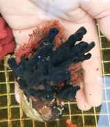 Black ghost live sponge for sale