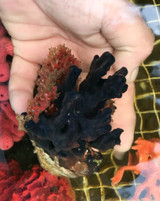 Buy rare sea sponges.