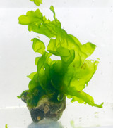 Beautiful Lettuce Macro Algae and saltwater plants for sale. Buy macroalgae lettuce frags for sale.