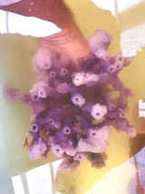 Get Purple sea sponge for saltwater aquarium.