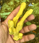 Yellow Tree Sponge