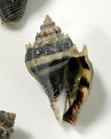 Crown conch snails available for sale.