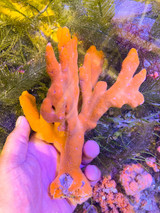 Rare Live orange sponge Trees for sale Medium size.