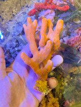 Orange Tree Sponge MD