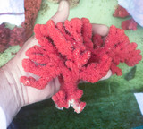 Live sea sponge