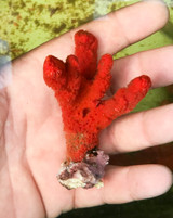 Red Velvet sea sponge specimen rare find.