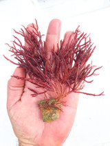 Red grailaria macroalgae rooted on live rock for reef tanks.