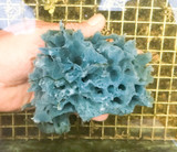 Ultra Blue rare live sea sponge specimen
