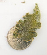 Live Lettuce Nudi  for reef aquarium tanks.