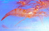 Peppermint Shrimp for Sale. Cleaner Shrimp for Aquarium Reef Tank Aquarium Copepods and Amphipods