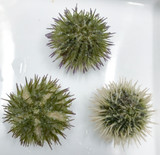 Sea Urchins for sale. Baby urchins.