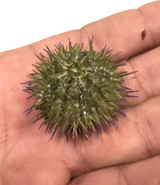 Get Pin cushion urchins for sale.