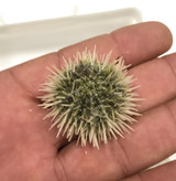 Buy live urchins for reef tank aquarium or saltwater aquariums.