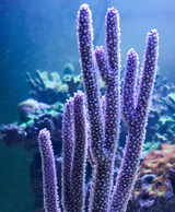 Purple Tree Gorgonian Close up Pics with polyps