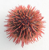 Purple Rose Pincushion urchin for sale.