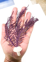 Purple Gorgonian whole saltwater plants. Buy soft corals for sale.