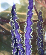 Purple Sword with Gold polyps extended for feeding