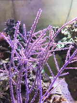 Purple Frilly for sale with extended open polyps feeding on live copepods and live phytoplankton.