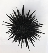 Midnight Black Sea Urchin