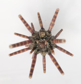 Pencil Urchins for sale for Saltwater aquariums. Get baby sea urchins.