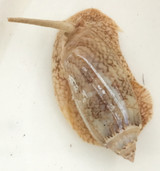 Saltwater Olive Snails. Live snails for aquarium.