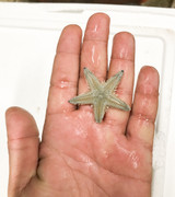 Small Sand sifting Starfish for sale. Sea Stars.