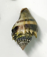 Crown Conch snails for sale. Live saltwater snails available for aquariums.