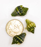 Baby Crown Conch Snails for sale for saltwater aquariums.
