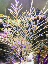 Golden Frilly Gorgonian Exhibiting Polyp extension will eating live copepods and plankton