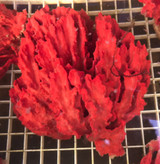 Red Colored live sponges for reef tank aquariums.