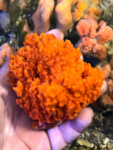 Acropora Orange Sponge colony medium size specimen